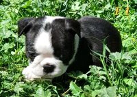   Chiots Bostons terriers  