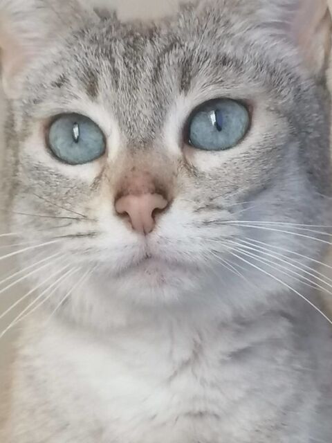 Gypsie chatte adorable douce et calme 8 ans a adopter 120 11000 Carcassonne