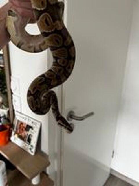  Python royale 