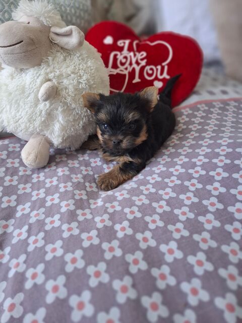 ravissants chiots YORKSHIRE inscrits LOF 1300 17320 Marennes
