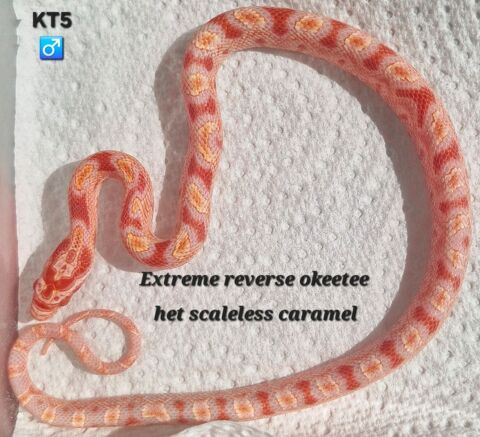 Pantherophis okeetee 100% het scaleless 70 94380 Bonneuil-sur-marne