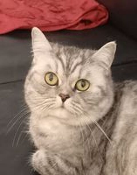   Don chatte british sortair  