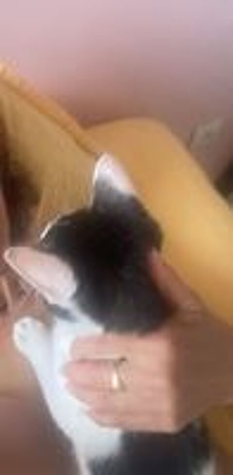   Taki un chaton sociable avec tous 