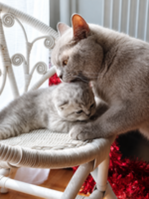   Chatons British 
