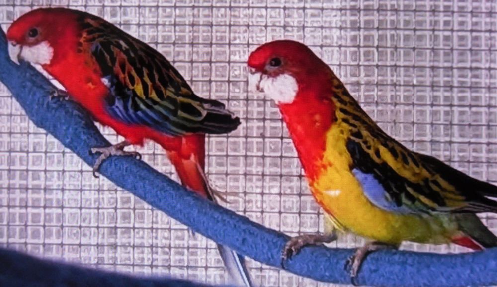   Couple d'omnicolores 