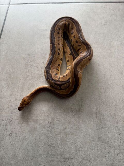 Python regius Clown femelle
150 44140 Le bignon
