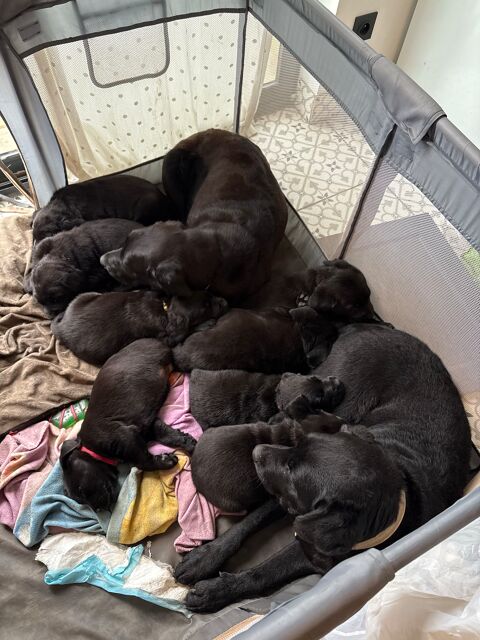 chiots labrador noirs 02490 Vermand