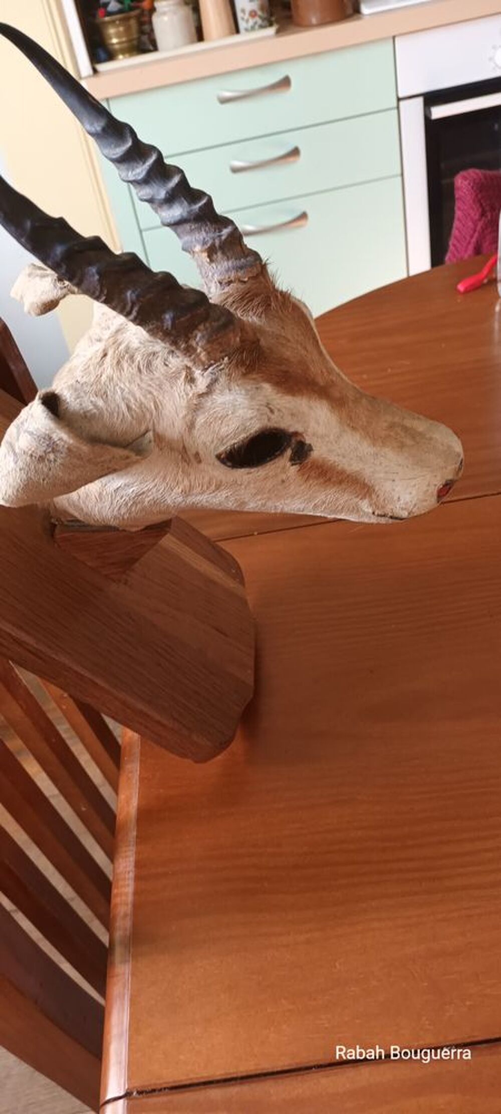 Troph&eacute;e - T&ecirc;te de gazelle naturalis&eacute;e sur &eacute;cusson en bois D�coration