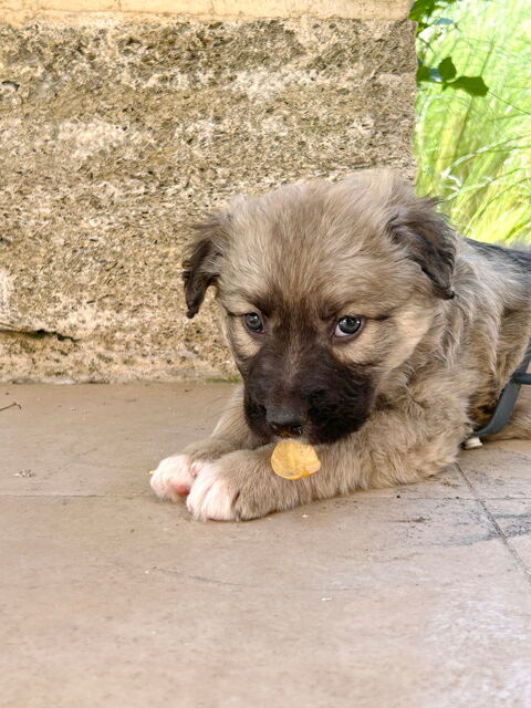Vanda, 2 mois, est à l'adoption 0 34000 Montpellier