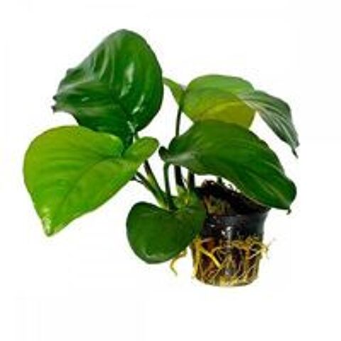   Plante d'aquarium 