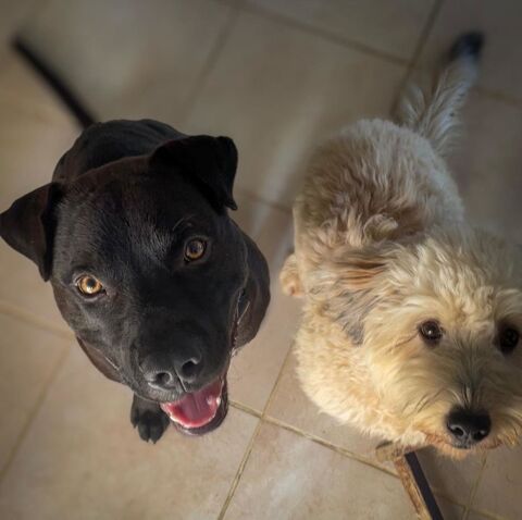 Nounours, m&acirc;le crois&eacute; Cane Corso, n&eacute; le 15/05/2025 🐶 380 45000 Orl�ans