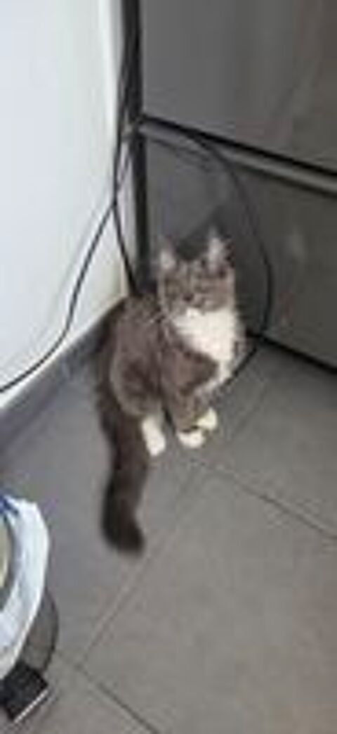   Femelle LOOF Maine Coon  