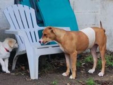   A�la, femelle crois�e berger, n�e le 15/06/2025 🐶 