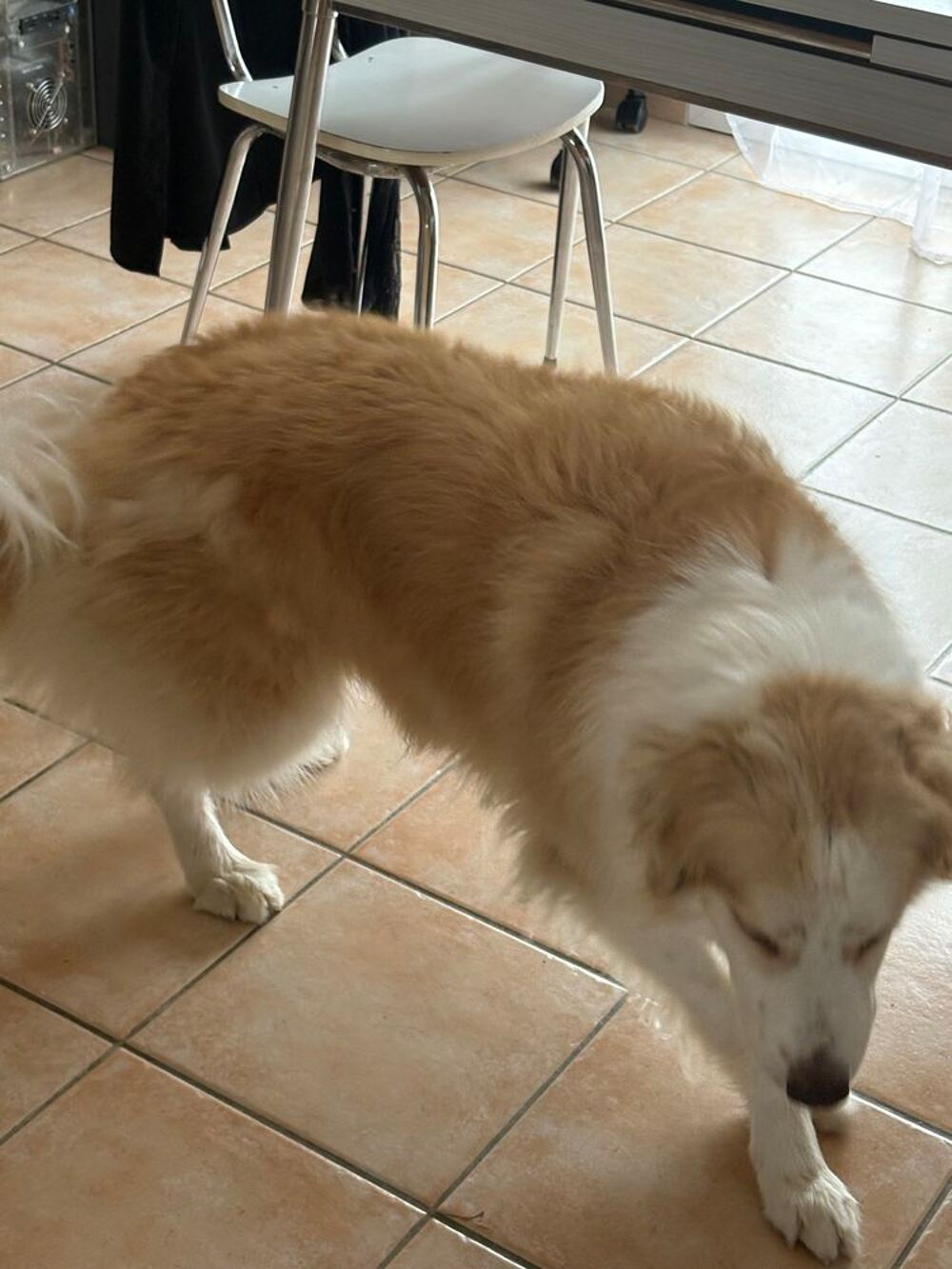   Donne chienne 7 ans  