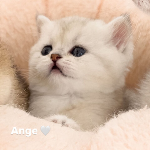 Chaton british shorthair loof 1100 75019 Paris