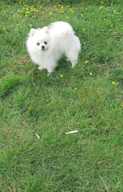 M&acirc;le Spitz Main Pom&eacute;ranien disponible pour saillie  250 59143 Watten