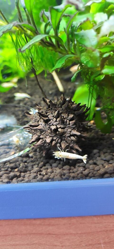 Fruits de liquidambar 2 77340 Pontault-combault