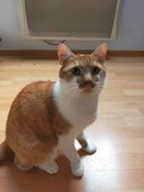   Moucho  l'adoption 