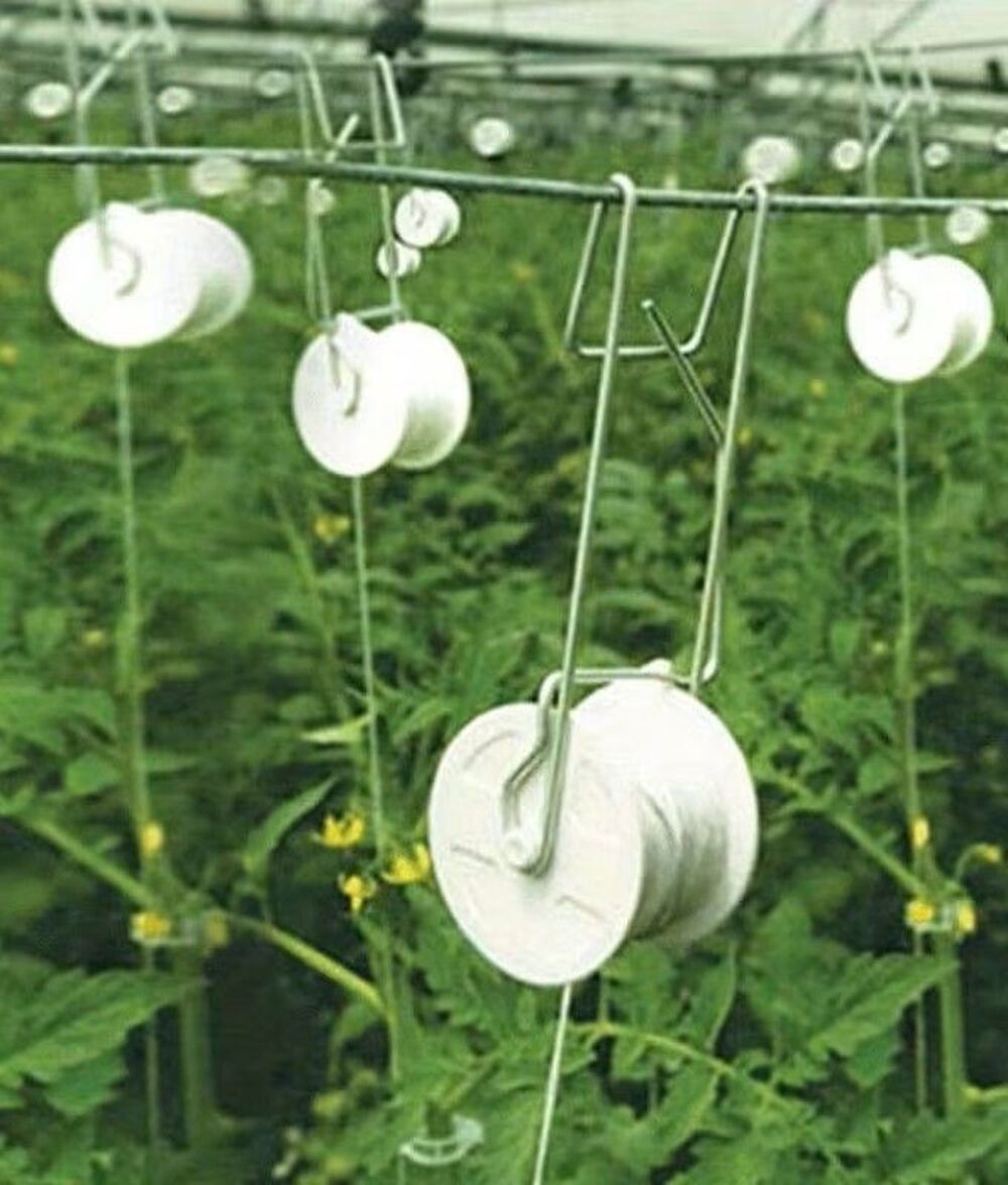 Crochets rouleaux pour tomates.. Jardin