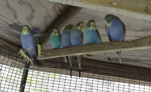 Perruche  8 85260 Les brouzils