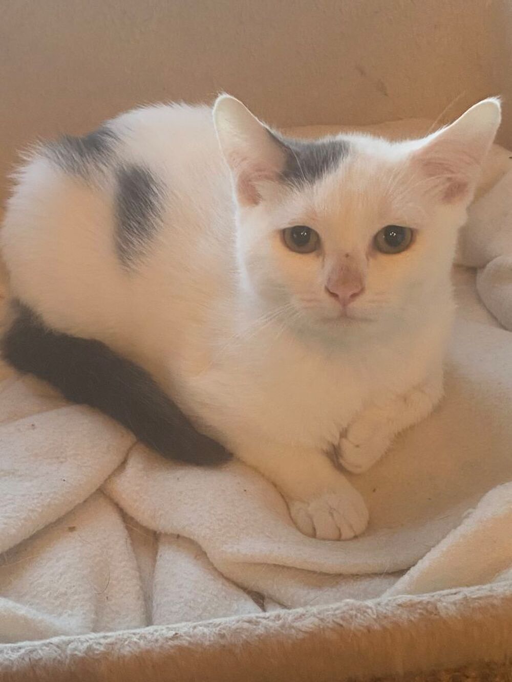   Chaton adorable  