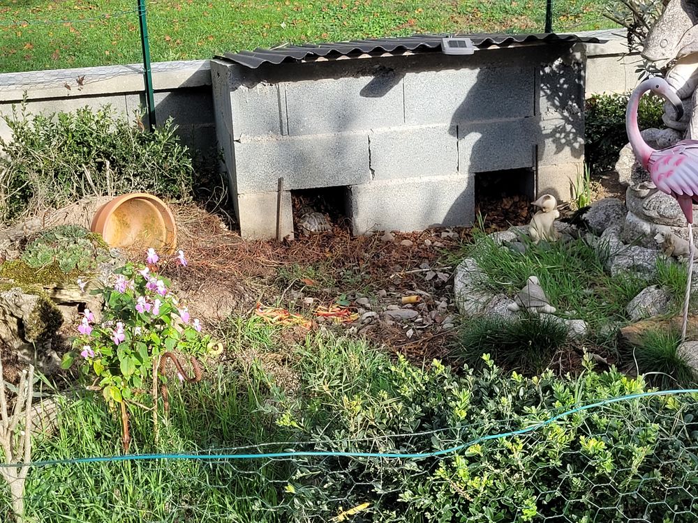   Recherche tortue de terre 
