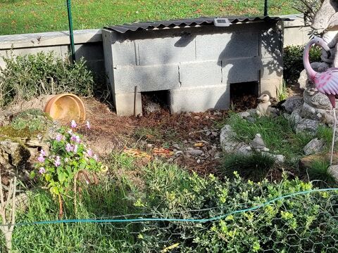 Recherche tortue de terre 
81340 Cadix