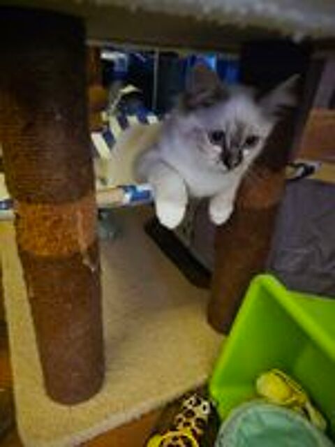   Biafine, adorable Sacré de Birmanie LOOF,  