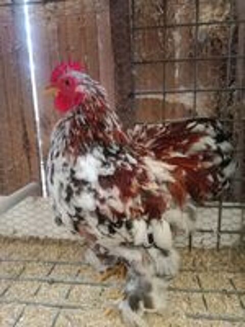   Coq bantam de Pékin  