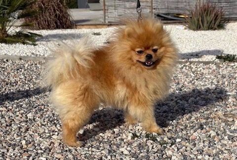 Spitz nain pour saillie - LOF et confirm - issue multi champion 66450 Pollestres