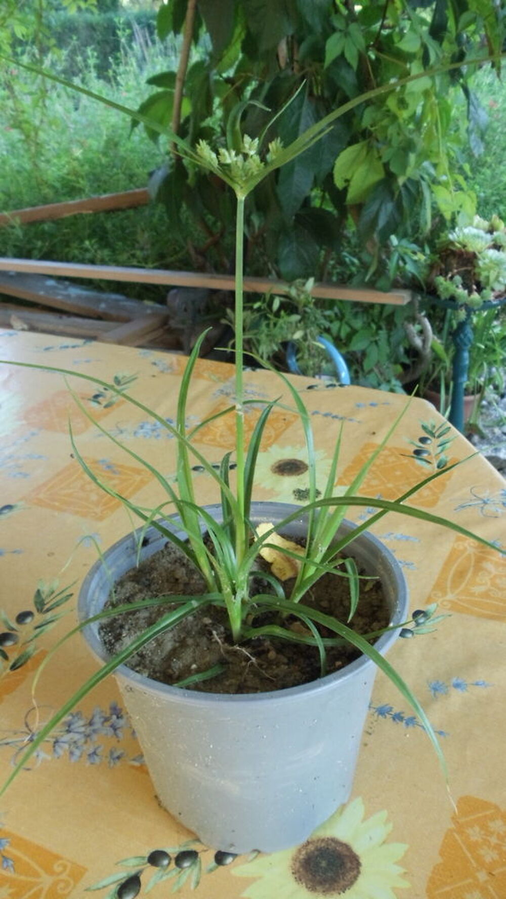 Papyrus Jardin