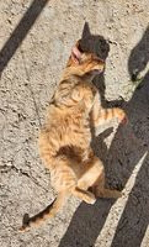   PUSSCAT 
