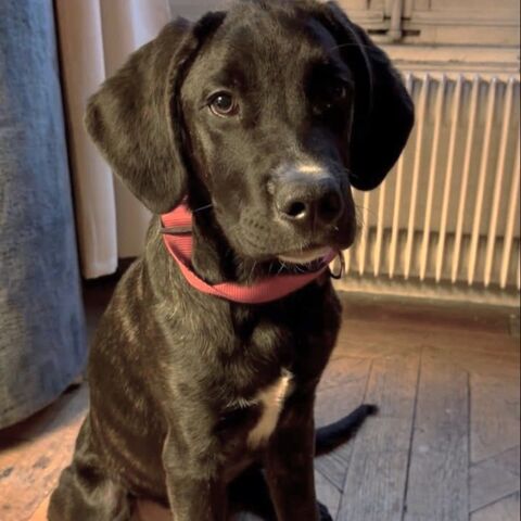 BALTO 280 26300 Bourg-de-p�age