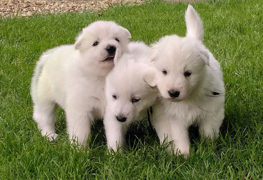   Chiots bergers blancs suisse LOF 