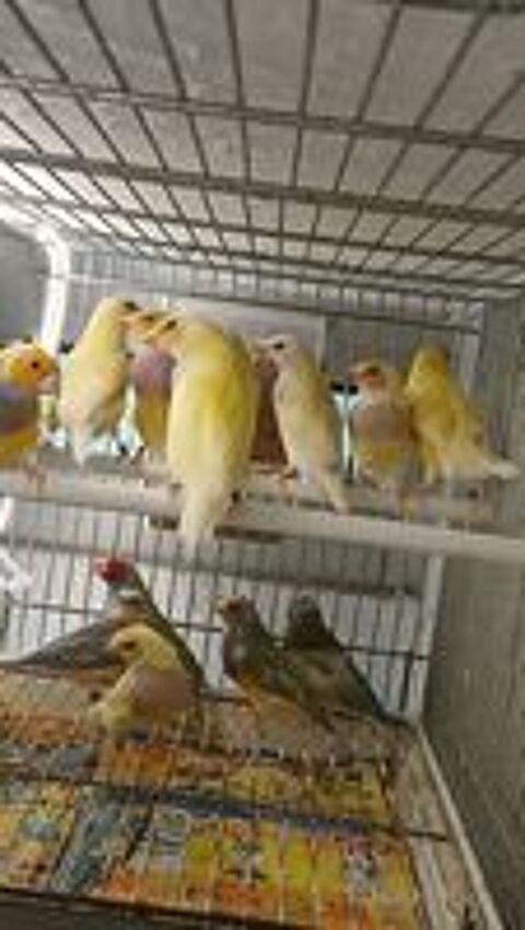   Diamant gould  