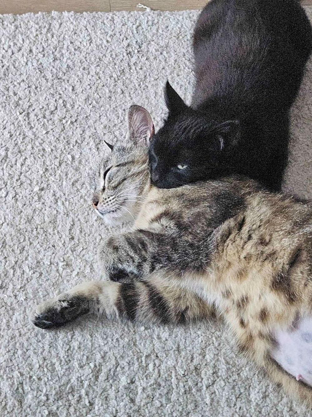  Noxie et Grisouille  