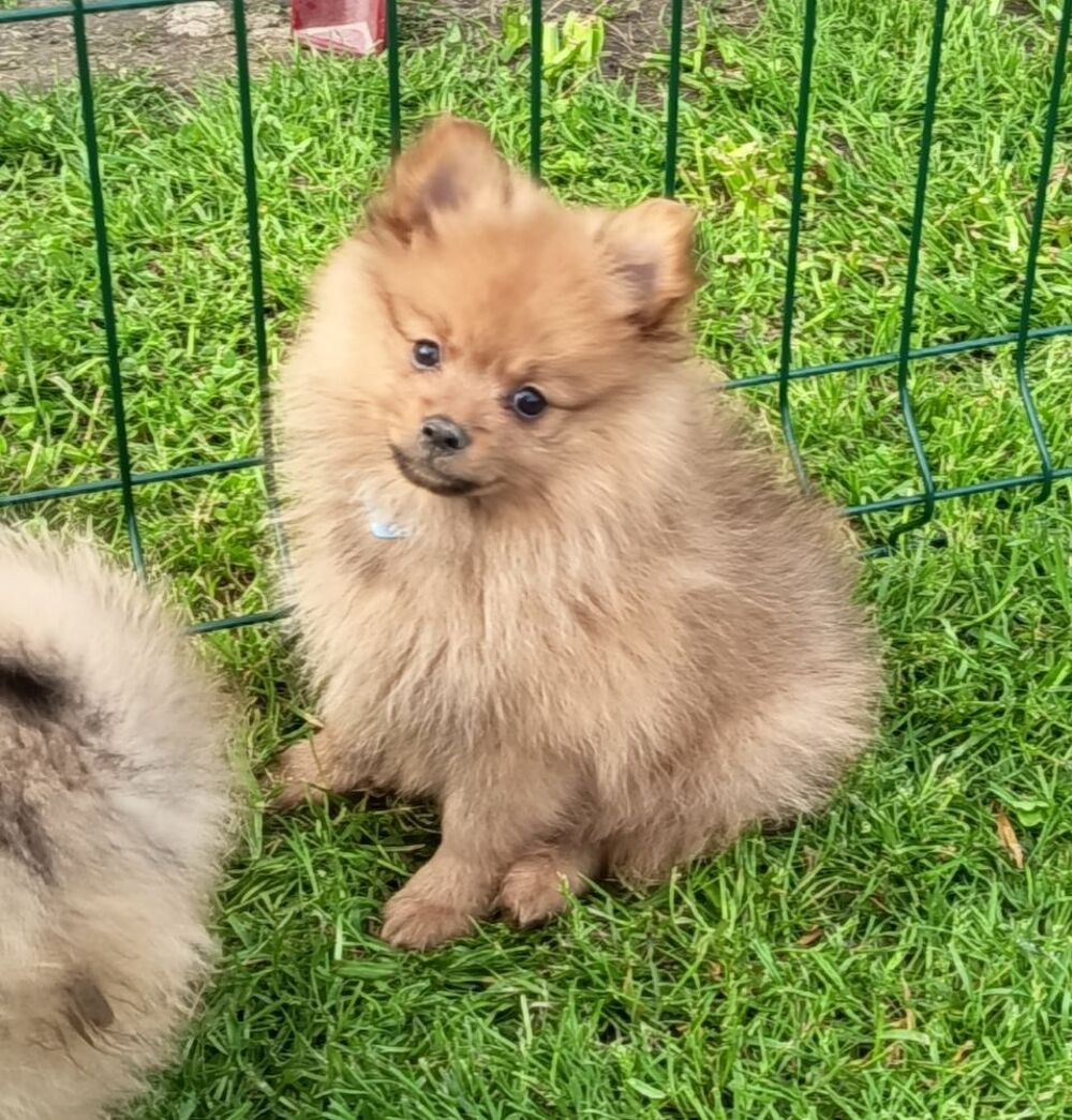   Chiots spitz allemands  