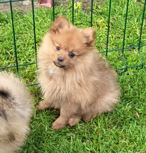 Chiots spitz allemands 1500 71350 Ciel