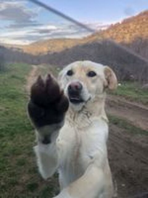   MANDY croisée labrador 2 ans 