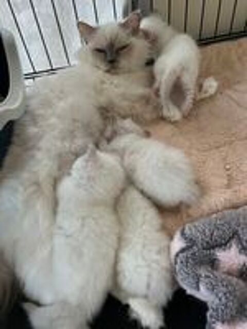   Chaton type sacr Birmanie  