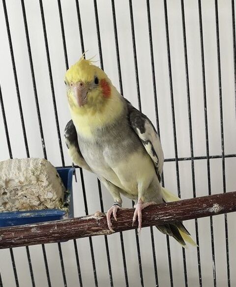 calopsitte 150 79230 Aiffres