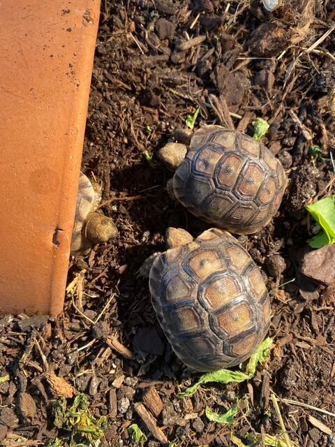 BB tortues grecques 50 04100 Manosque