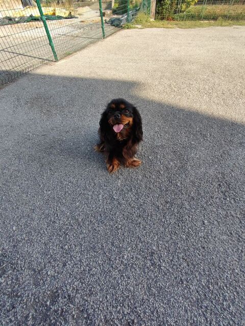 Femelles Cavalier King Charles . 700 87320 Darnac