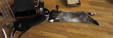 : 2 adorables lapereaux ??? 30 92600 Asnières-sur-seine