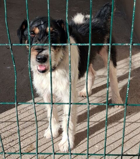 BORIS, fox terrier 4 ans 220 34500 B�ziers