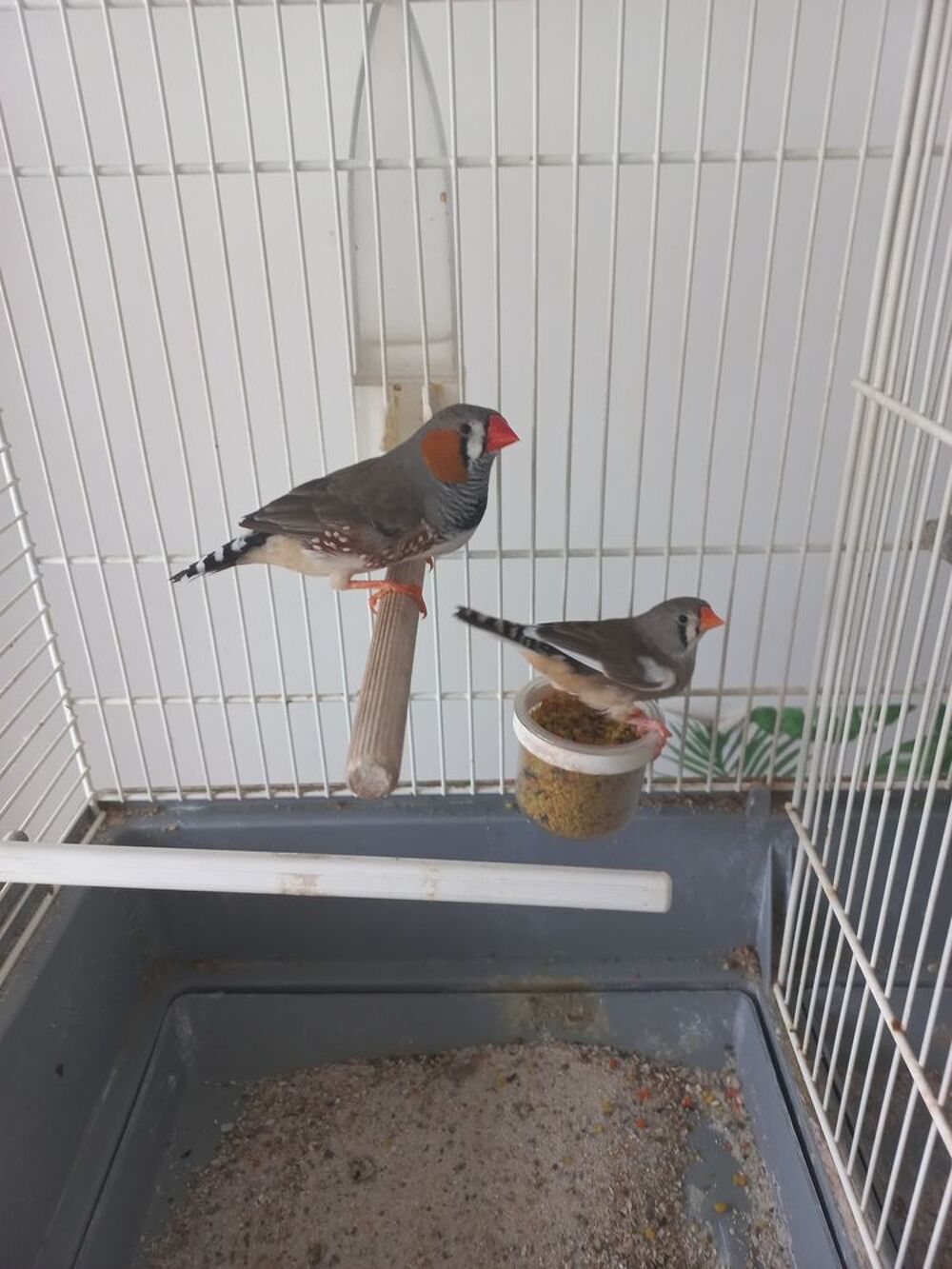   Mandarins  