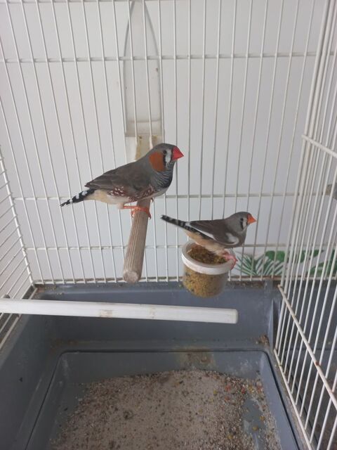 Mandarins 5 94440 Villecresnes