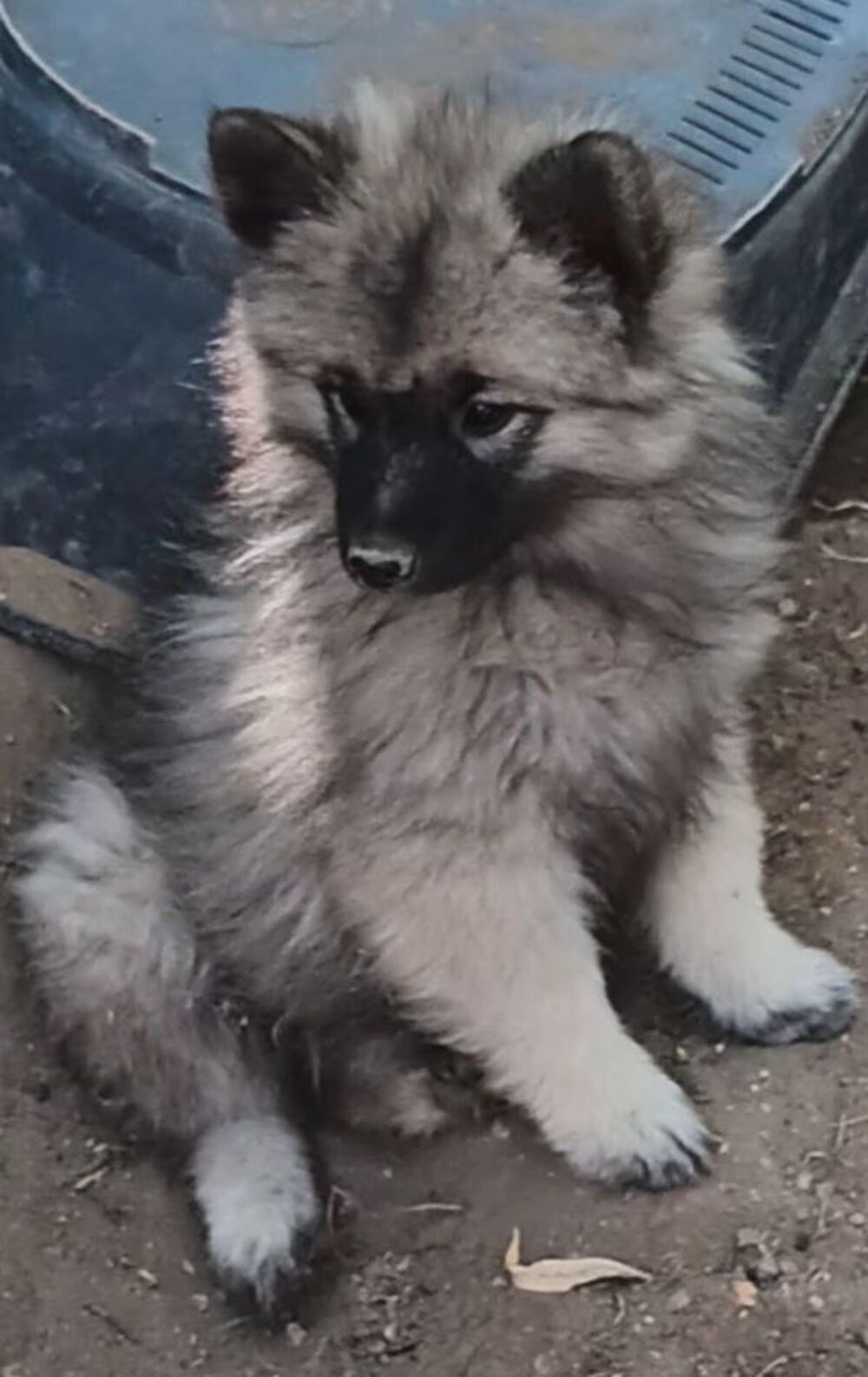   5 MAGNIFIQUES SPITZ LOUP 
