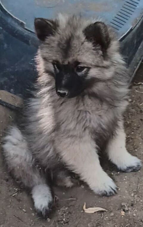 5 MAGNIFIQUES SPITZ LOUP 1500 36120 Pruniers