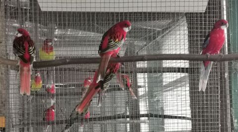 Omnicolore 70 40230 Josse